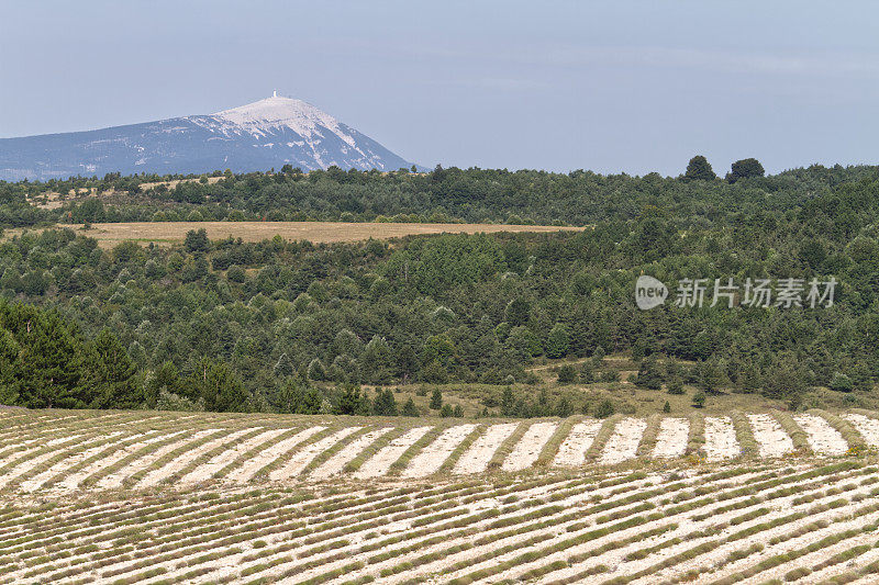 收获的薰衣草和Mt Ventoux